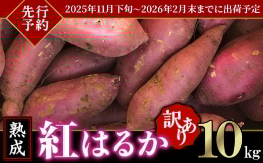 【 先行予約 】【 訳あり 】茨城県産 熟成さつまいも 「 紅はるか 」 10kg 【 2025年11月下旬～2026年2月末までに出荷予定 】【 さつまいも 紅はるか 芋 サツマイモ 甘い 焼き芋 スイートポテト 茨城県産 大容量 不揃い ねっとり 】 紅はるか 10kg | 8,000円 ※発送時期はお選び頂けません。