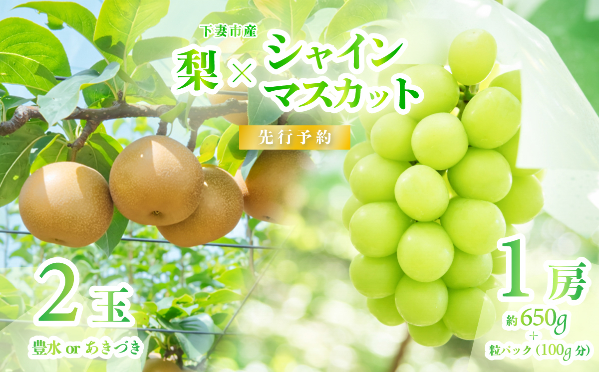 [ 2026年 先行予約 ] シャインマスカット & 梨 人気 フルーツ 食べ比べ セット [ 2026年 9月上旬ころ 〜 9月中旬ころ発送予定 ]シャインマスカット 1房 約650g+粒パック(100g分) 梨 2玉 豊水 or あきづき 茨城県 下妻市産