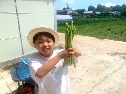 【4月発送分】千姫アスパラガス 丁寧にすべてを手作業で丹精を込めて作りあげた 自信のアスパラガス ※2025年4月上旬～4月下旬頃に順次発送予定 ※沖縄・離島への配送不可