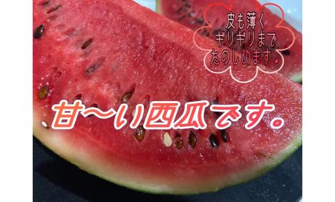 【先行予約】 令和7年 姫甘泉 ブラック 小玉すいか 2玉 ｜ スイカ こだま 常総市 ※2025年8月上旬～9月上旬頃に順次発送予定 ※沖縄・離島への配送不可