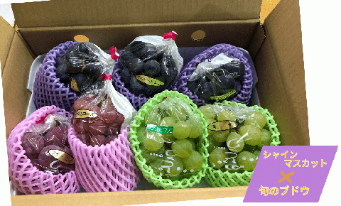 【先行予約】味くらべ ブドウ セット 3.6kg ( シャインマスカット と 旬のぶどう ) ぶどう 葡萄 ※2025年8月下旬～10月中旬頃に順次発送予定 ※沖縄・離島への配送不可