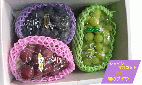 【先行予約】味くらべ ブドウ セット 1.8kg( シャインマスカット と 旬のぶどう ) ぶどう 葡萄 ※2025年8月下旬～10月中旬頃に順次発送予定 ※沖縄・離島への配送不可