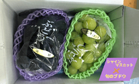 【先行予約】味くらべ ブドウ セット 1.2kg （ シャインマスカット と 旬のぶどう ）ぶどう 葡萄 ※2025年8月下旬～10月中旬頃に順次発送予定 ※沖縄・離島への配送不可