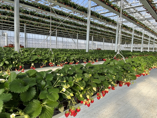 グランベリー大地いちご狩りペア入園券 ※2025年12月上旬～2026年3月下旬頃に順次発送予定