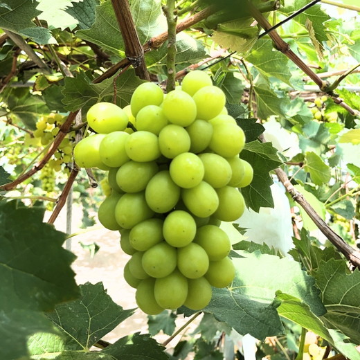 茨城県常総市産 シャインマスカット 約3kg｜ぶどう ブドウ 葡萄 果物 フルーツ 贈り ※2026年8月中旬～9月中旬頃に順次発送予定
