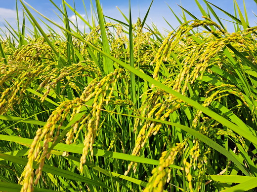 【令和7年産】【無洗米】コシヒカリ5kg 茨城県常総市産 精米｜米 お米 白米 ご飯 コメ こめ こしひかり