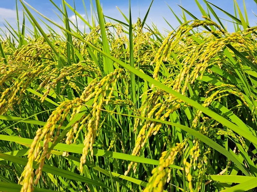 【令和7年産】【精米】コシヒカリ5kg｜茨城県常総市産　精米 米　お米　白米　ご飯　コメ こめ　こしひかり