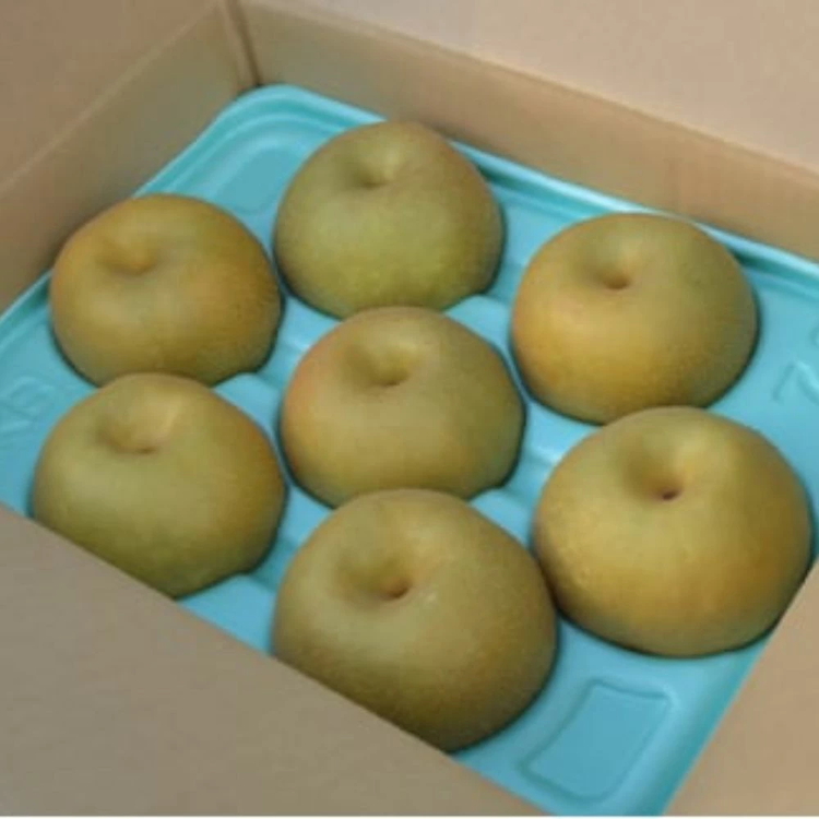 【先行予約】小林果樹園の梨 豊水 5～8玉 約3kg｜ほうすい 朝どり みずみずしい 梨 なし ナシ フルーツ 果物 常総市