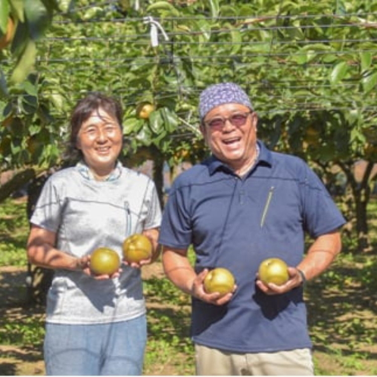 【先行予約】小林果樹園の梨 秋月 5～8玉 約3kg｜あきづき 朝どり みずみずしい 梨 なし ナシ フルーツ 果物 常総市