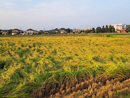 精米 常総市産 にじのきらめき5kg