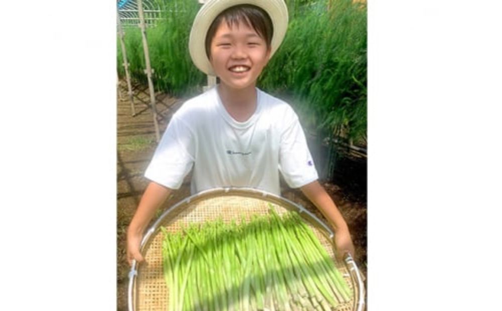 【6月発送分】千姫アスパラガス 丁寧にすべてを手作業で丹精を込めて作りあげた 自信のアスパラガス ※2025年6月上旬～6月下旬頃に順次発送予定 ※沖縄・離島への配送不可