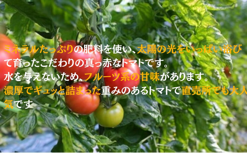 ミネラルトマト（大玉完熟トマト）4kg満杯詰め（15個～24個）【大玉 甘味 甘い 濃厚 ミネラル 旬 茨城県 常総市】 ※2025年6月上旬～6月中旬頃に順次発送予定 ※沖縄・離島への配送不可