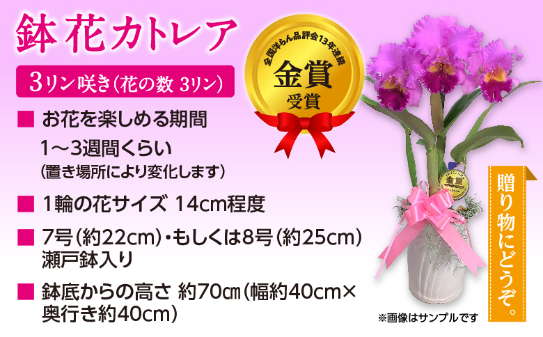 厳選カトレア鉢花　3輪咲コース