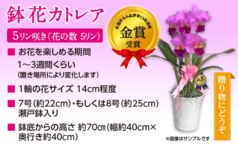 厳選カトレア鉢花　5輪咲コース