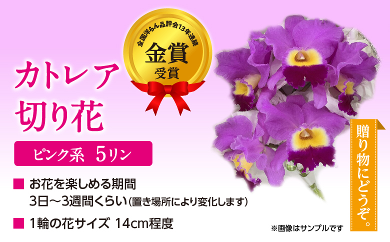 大輪ピンクカトレア切り花　5輪コース