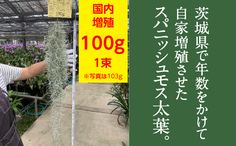 国産スパニッシュモス　太葉　100ｇ