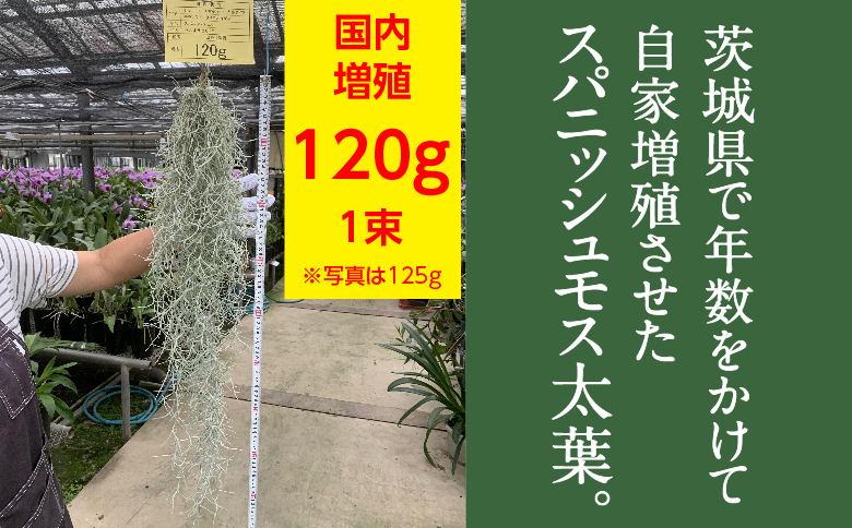 国産スパニッシュモス　太葉　120ｇ