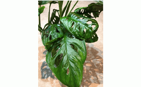 マドカズラ ６号鉢