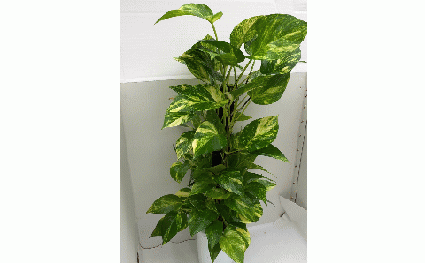 ポトス　ヘゴ仕立て ６号鉢