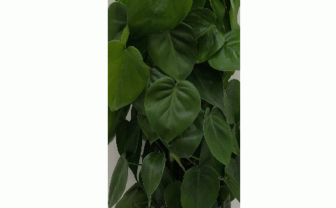 オキシカルジュームグリーン ヘゴ仕立て 6号鉢