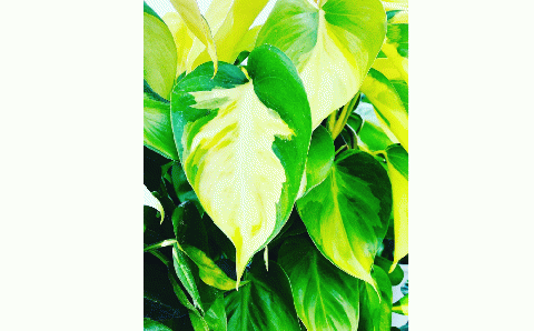 オキシカルジューム ブラジル ヘゴ仕立て ６号鉢