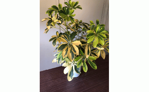 ホンコンカポック ハッピーイエロー 6号鉢