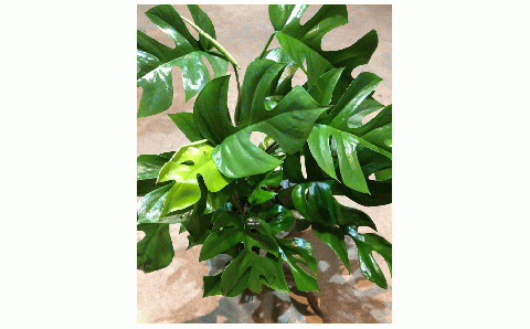 姫モンステラ 6号鉢