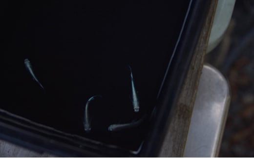 下総めだかの学校厳選！幹之（ミユキメダカ）2ペア4匹 生き物 鑑賞