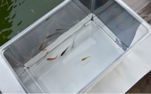 下総めだかの学校厳選！ミックスメダカ　5ペア10匹 生き物 鑑賞