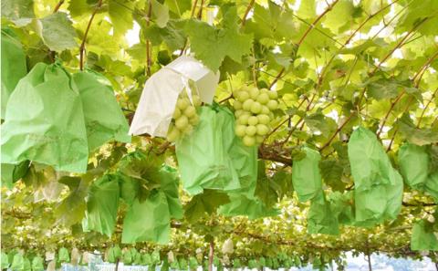 【先行予約】味くらべ ブドウ セット 1.8kg( シャインマスカット と 旬のぶどう ) ぶどう 葡萄 ※2025年8月下旬～10月中旬頃に順次発送予定 ※沖縄・離島への配送不可