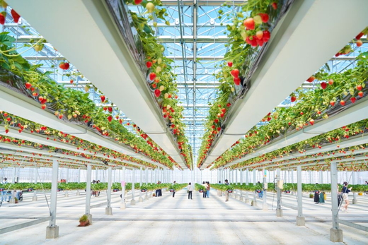 グランベリー大地いちご狩りペア入園券 ※2025年12月上旬～2026年3月下旬頃に順次発送予定