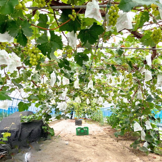 茨城県常総市産 シャインマスカット 約3kg｜ぶどう ブドウ 葡萄 果物 フルーツ 贈り ※2026年8月中旬～9月中旬頃に順次発送予定