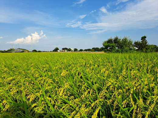 【令和7年産】【無洗米】コシヒカリ5kg 茨城県常総市産 精米｜米 お米 白米 ご飯 コメ こめ こしひかり