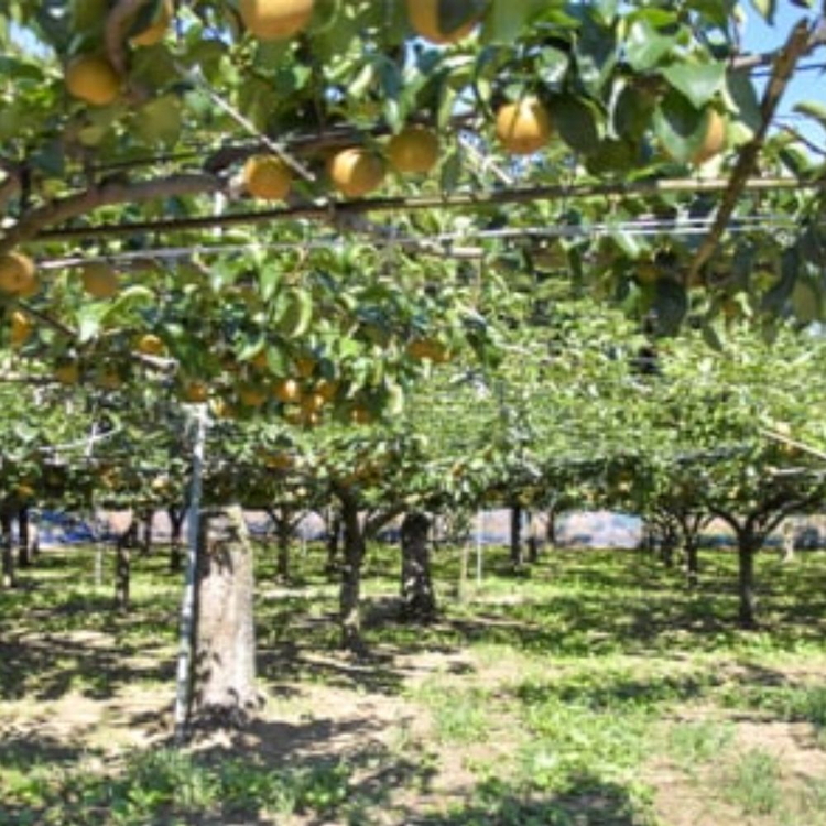 【先行予約】小林果樹園の梨 王秋 5～8玉 約3kg｜おうしゅう 朝どり みずみずしい 梨 なし ナシ フルーツ 果物 常総市