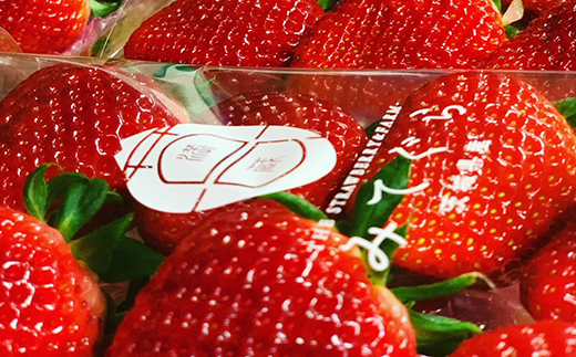 【1月中旬～4月上旬発送】やよいひめ いちご 朝摘み 完熟 大粒 ギフト化粧箱 15粒or12粒 茨城県常総市産 | 苺 イチゴ ※2026年1月中旬～4月上旬頃に順次発送予定