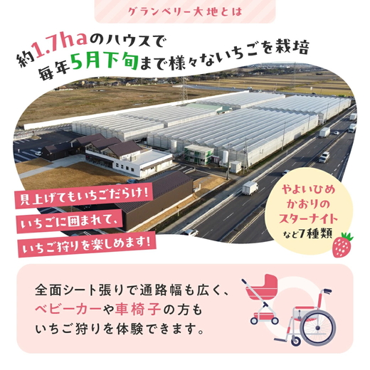 【数量限定】グランベリー大地のいちご2品種食べ比べセット 350g×2トレー ※2025年12月中旬～2026年3月下旬頃に順次発送予定