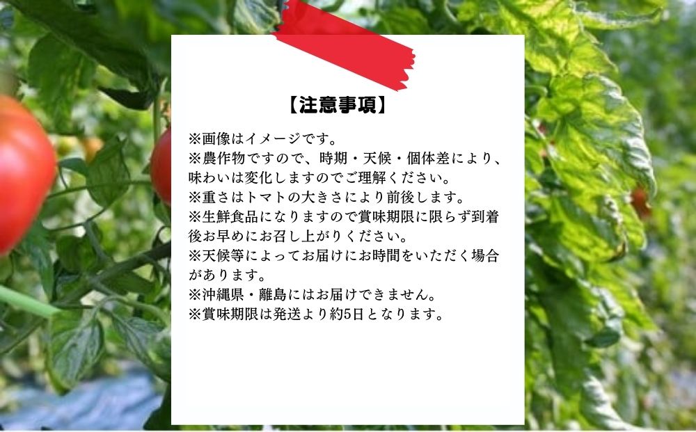 ミネラルトマト（大玉完熟トマト）4kg満杯詰め（15個～24個）【大玉 甘味 甘い 濃厚 ミネラル 旬 茨城県 常総市】 ※2025年6月上旬～6月中旬頃に順次発送予定 ※沖縄・離島への配送不可