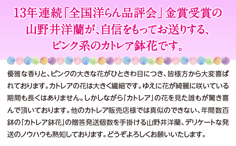 厳選カトレア鉢花　3輪咲コース