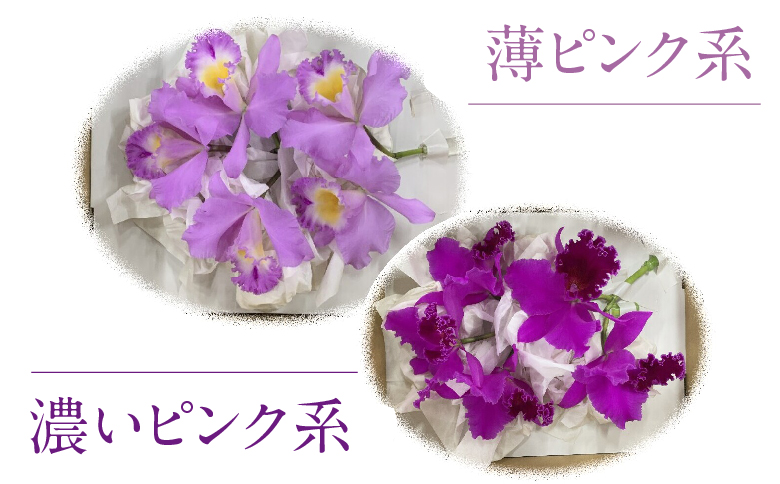 大輪ピンクカトレア切り花　5輪コース