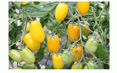 大地のミニトマトジュース（サンパレット）5本セット