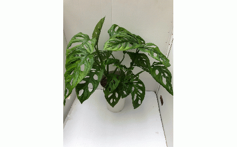 マドカズラ ６号鉢