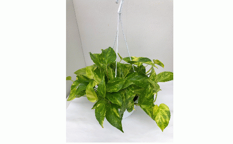 ポトス ６号吊り鉢