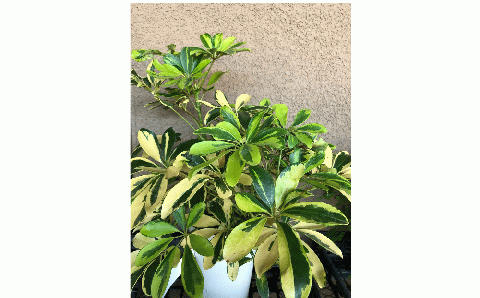 ホンコンカポック ハッピーイエロー 6号鉢