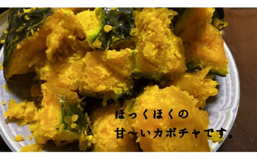 【先行予約】令和7年 プレミアム伸成かぼちゃ・優香メロン ｜ カボチャ パンプキン めろん 常総市 果物 フルーツ ※2025年6月中旬～6月下旬頃に順次発送予定 ※沖縄・離島への配送不可