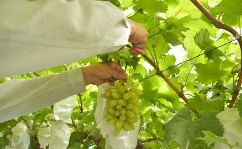 【先行予約】味くらべ ブドウ セット 1.8kg( シャインマスカット と 旬のぶどう ) ぶどう 葡萄 ※2025年8月下旬～10月中旬頃に順次発送予定 ※沖縄・離島への配送不可