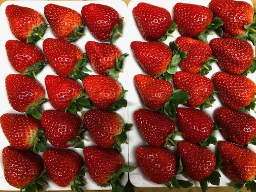 グランベリー大地いちご狩りペア入園券 ※2025年12月上旬～2026年3月下旬頃に順次発送予定