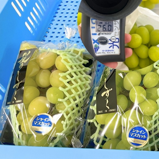 茨城県常総市産 シャインマスカット 約3kg｜ぶどう ブドウ 葡萄 果物 フルーツ 贈り ※2026年8月中旬～9月中旬頃に順次発送予定