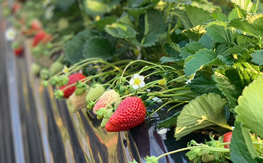 【1月中旬～4月上旬発送】やよいひめ いちご 朝摘み 完熟 大粒 ギフト化粧箱 15粒or12粒 茨城県常総市産 | 苺 イチゴ ※2026年1月中旬～4月上旬頃に順次発送予定