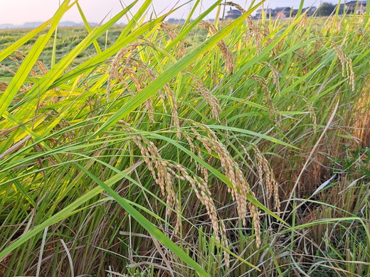 令和7年産 コシヒカリ5kg 精米 常総市産