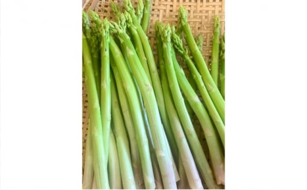 【9月発送分】千姫アスパラガス 丁寧にすべてを手作業で丹精を込めて作りあげた 自信のアスパラガス ※2025年9月上旬～9月下旬頃に順次発送予定 ※沖縄・離島への配送不可